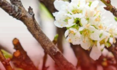 Chưa đến Tết, hoa rừng đã 'tung tăng' xuống phố