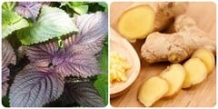 Cách nấu lá tía tô với gừng tốt cho sức khoẻ