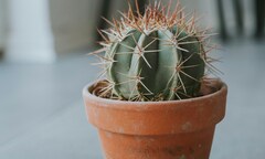 Cây xương rồng hợp mệnh gì?