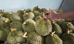 Sầu riêng Việt 'một mình một chợ', giá cao ngất ngưởng