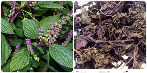 10 bài thuốc từ cây tía tô chữa bệnh thường gặp