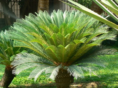 Ý nghĩa của việc trồng cây vạn tuế trước nhà 