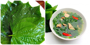 Lá lốt trị bệnh gì?