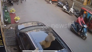Khỉ hoang tung cú nhảy 'nghìn cân' đâm vỡ vụn cửa sổ trời ô tô 