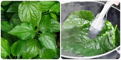 Một số bài thuốc chữa bệnh từ lá lốt