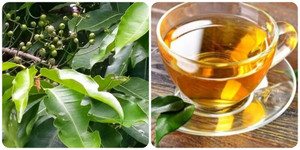 Lợi ích khi uống nước lá vối hàng ngày không phải ai cũng biết