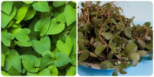 5 loại rau mọc đâu cũng tốt được lương y sử dụng làm thuốc
