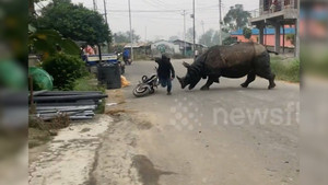 Tê giác hung hãn tấn công người, náo loạn cả khu phố