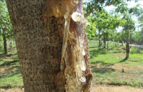 Loại nhựa cây ăn như tổ yến, là 'thần dược' cho sức khỏe và sắc đẹp