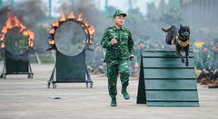 Điều đặc biệt về đội quân khuyển tham gia trình diễn tại Triển lãm Quốc phòng quốc tế Việt Nam