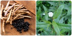 Cỏ mực và đậu đen có công dụng gì?