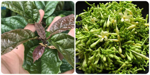 Lương y hướng dẫn cách nấu hoa đu đủ đực với xạ đen