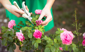 Bí quyết trồng hoa cơ bản mà người thích làm vườn cần biết