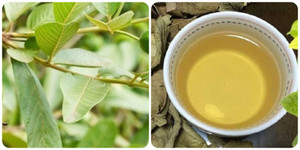 Uống nước lá ổi hàng ngày có tác dụng gì?