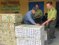 Phát hiện gần 1.000 con chim chào mào hoang dã trong 7 thùng giấy ở bến xe ở Huế