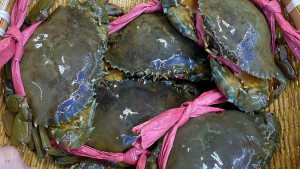 Bảo quản cua thế nào nếu chưa ăn ngay?