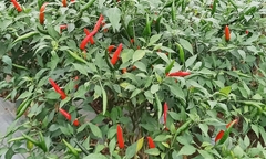 Loại quả trồng khắp Việt Nam, tốt ngang thuốc bổ