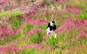 Lạc lối trên những đồi cỏ hồng ở Đà Lạt