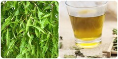 Uống nước lá đinh lăng mỗi ngày có tốt?