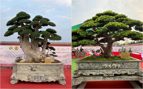 Loạt cây cảnh giá bằng cả căn chung cư hội tụ ở Hà Nội