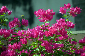 Bí quyết trồng hoa giấy mùa đông