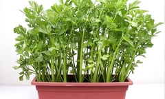 Cách trồng cần tây tại nhà