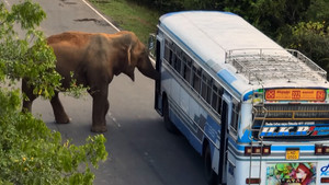 Chú voi láu lỉnh chặn xe xin đồ ăn ở Sri Lanka