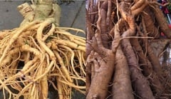 Cách phân biệt củ đinh lăng thật, giả