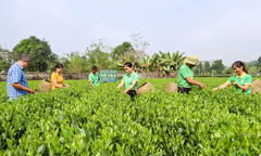Thái Nguyên: Khó thu hút doanh nghiệp đầu tư vào nông nghiệp