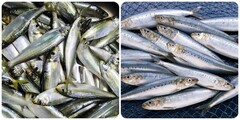 5 loại cá giàu Omega-3 bạn nên ăn thường xuyên