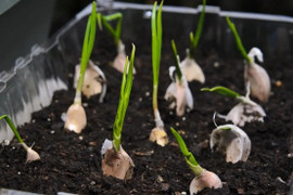 Cách trồng tỏi ở ban công vừa làm gia vị vừa trang trí