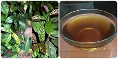 Lương y hướng dẫn cách dùng xạ đen thanh lọc cơ thể