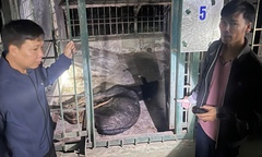 Đang vận chuyển sơn dương quý hiếm đi bán thì bị bắt