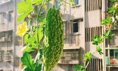 Cách trồng mướp đắng trong thùng xốp ở ban công