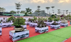 Vườn cây cảnh chục tỷ đồng ở Bình Định khiến dân sành chơi Hà Nội choáng váng