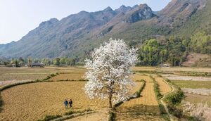 Mê hoặc vẻ đẹp của thung lũng Xuân Trường mỗi mùa hoa lê nở