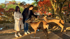 Ngắm hươu Sika trong công viên nổi tiếng Nhật Bản