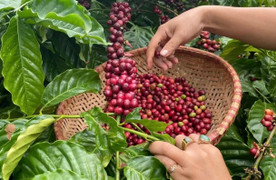Giá cà phê hôm nay 7/12: Tăng mạnh