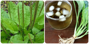 Uống nước mã đề mỗi ngày có tốt?