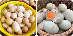 Trứng gà hay trứng vịt tốt hơn?