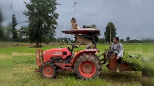 Chó cưng lái máy kéo chở chủ nhân thu hoạch lúa