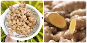 Các bài thuốc chữa bệnh từ củ gừng