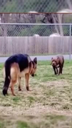 Cái kết hài hước của cuộc đối đầu giữa chó Pitbull và Becgie
