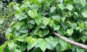 Ý nghĩa phong thủy của cây trầu không
