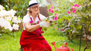 Cách tỉa cành hoa giấy giúp cây ra nhiều hoa rực rỡ