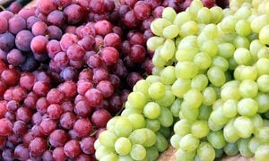 Cách phân biệt nho ta và nho Trung Quốc