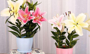 Cách trồng hoa ly kịp nở đón Tết