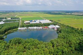 'Review' cánh đồng lúa '5 Không' tại trang trại Green Farm lớn nhất của Vinamilk