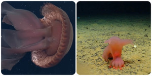 Những sinh vật bí ẩn dưới đáy đại dương