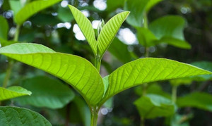 Lá ổi - 'thần dược' bảo vệ gan và chữa vô số bệnh